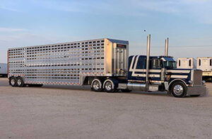 livestock